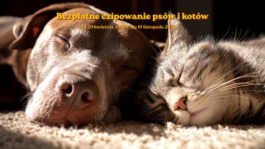 Bezpłatne czipowanie psów i kotów