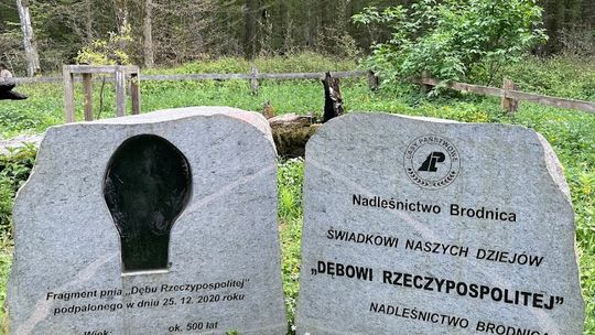 Idąc leśnym duktem