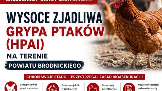 Wysoce zjadliwa grypa ptaków w powiecie brodnickim