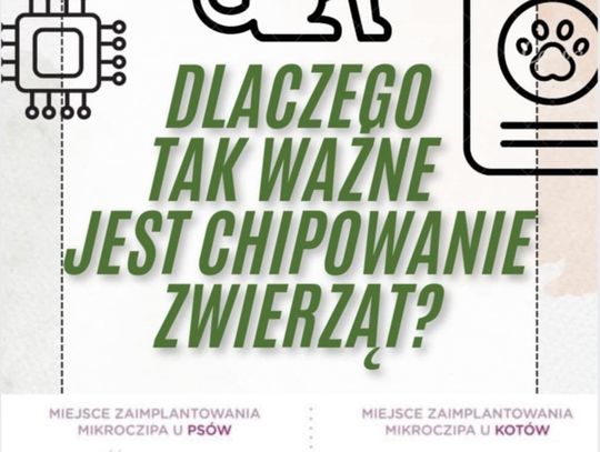 Bezpłatne chipowanie psów i kotów