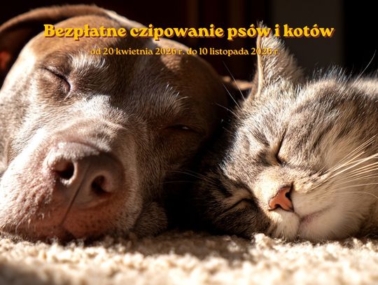 Bezpłatne czipowanie psów i kotów