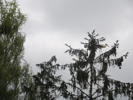 Bocian świerkowy, mój sąsiad