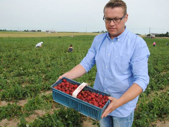 Brakuje rąk do pracy.Koniec truskawkowych żniw