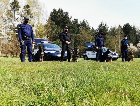 Ćwiczenia policyjnych psów tropiących 