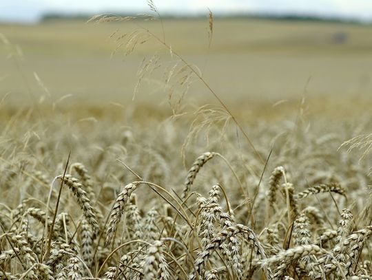 DOŻYNKI GMINNE