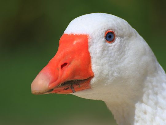 Gęsina na stole. Bardzo nam smakuje