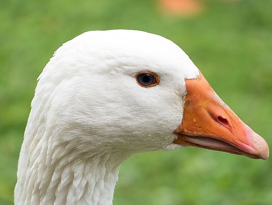 Gęsina w restauracji. Zgłoś się!