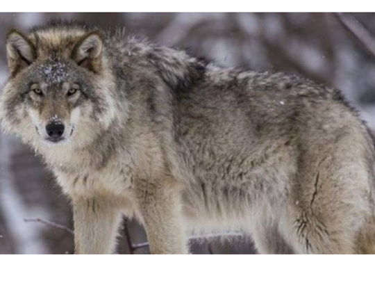 Informacja o wilkach