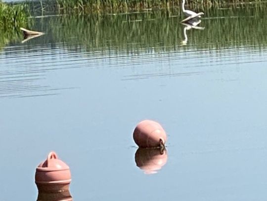 Kropla zielonego wspomnienia