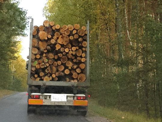 Miliardy z wycinki polskich lasów. Nie było nas, był las