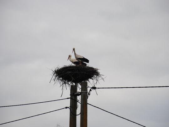 Nowe życie, piękny obraz