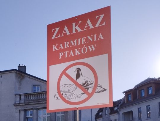 Piękne ale uciążliwe gołębie