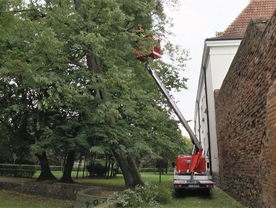 Pielęgnacja drzewostanu