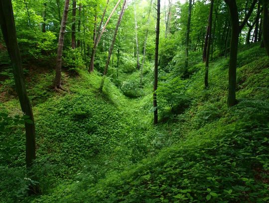 Pod Brodnicą giną lasy.Obrona polskości