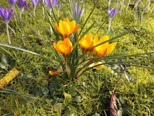 PRZEPIS NA ANGIELSKI OGRÓD. Marzec w ogrodzie