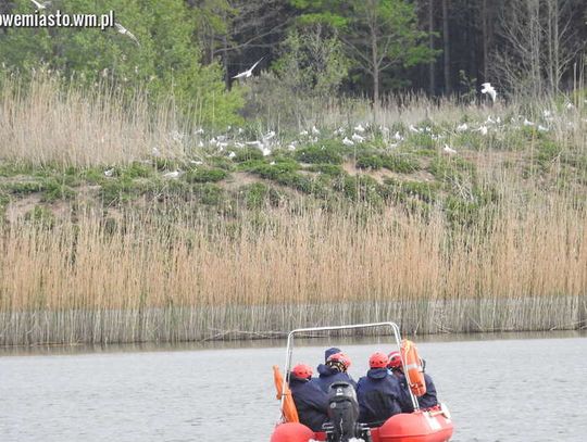 Ptasia grypa atakuje.  Dlaczego padły mewy śmieszki?