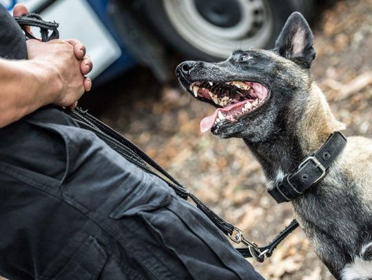 Sukces brodnickiego policjanta i jego psa. Najlepsi w województwie