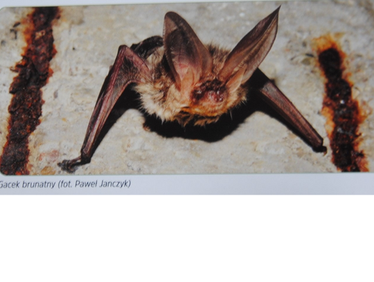 W krainie nietoperzy