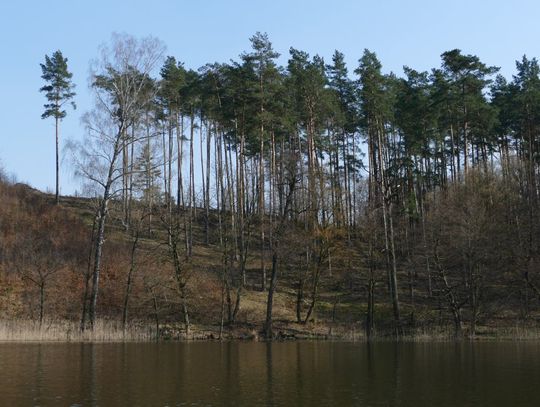 Ważne dla właścicieli lasów prywatnych 