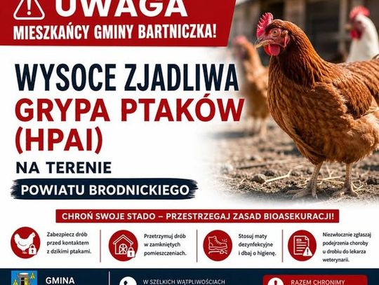 Wysoce zjadliwa grypa ptaków w powiecie brodnickim