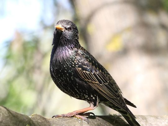 Zasięg działania a skuteczność - jak wybrać dzwiękowy odstraszacz na szpaki? Zasięg działania a skuteczność - jak wybrać dzwiękowy odstraszacz na szpaki?