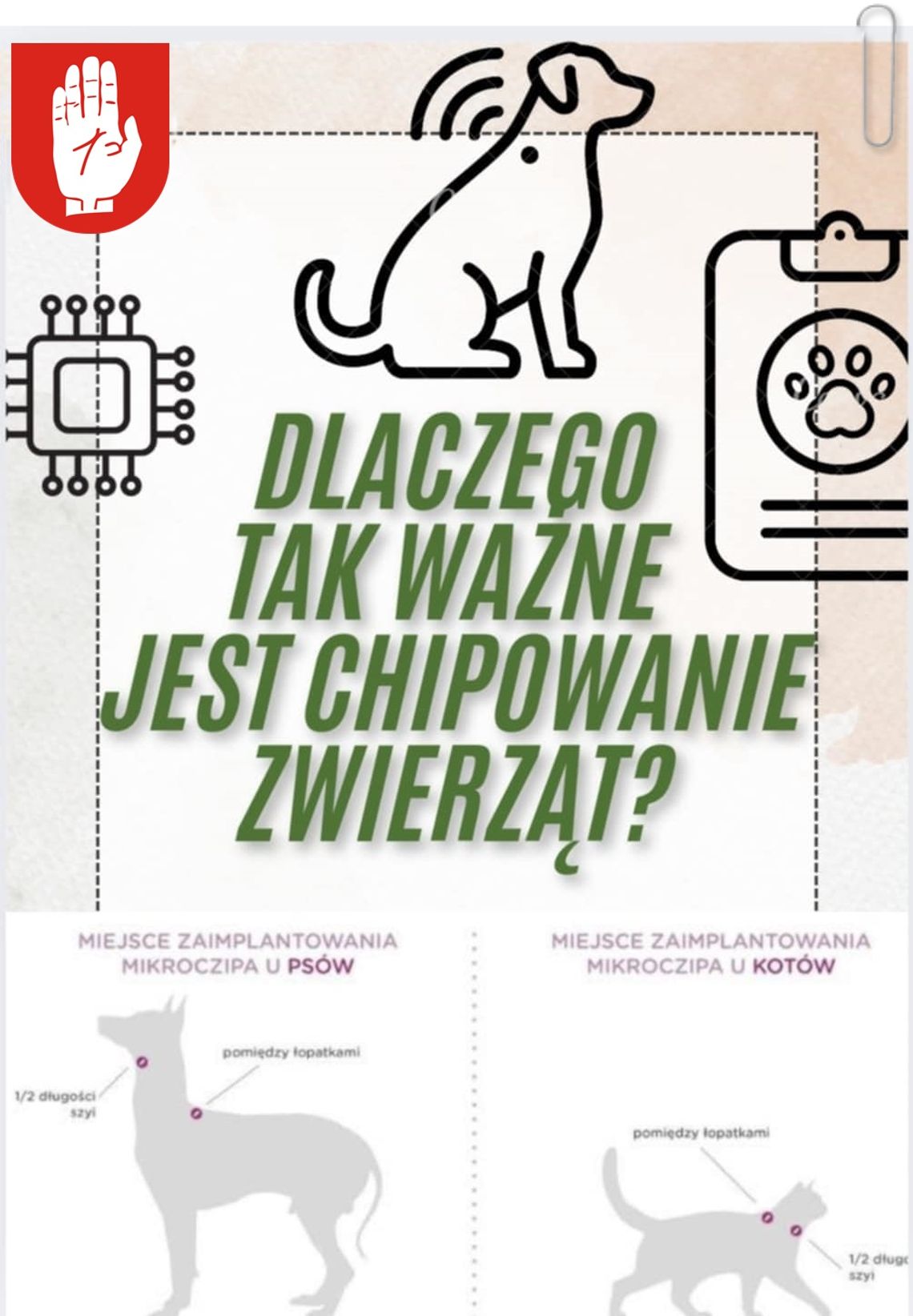 Bezpłatne chipowanie psów i kotów