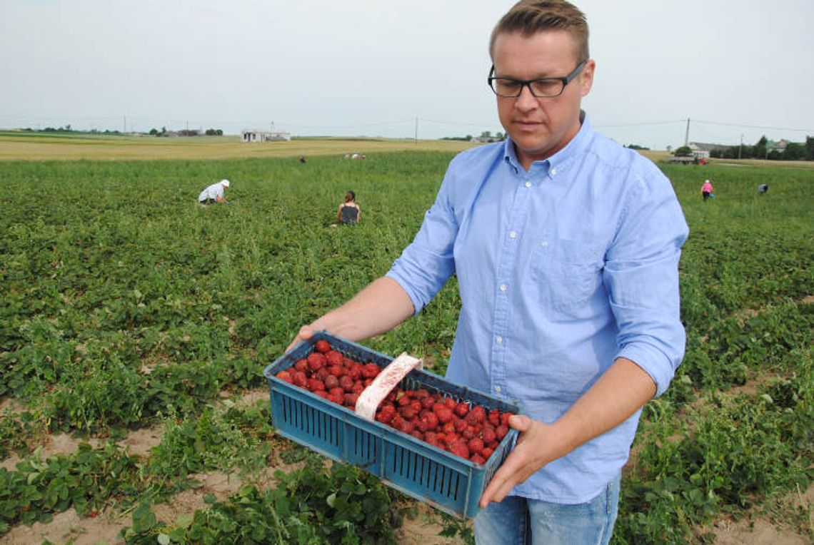 Brakuje rąk do pracy.Koniec truskawkowych żniw