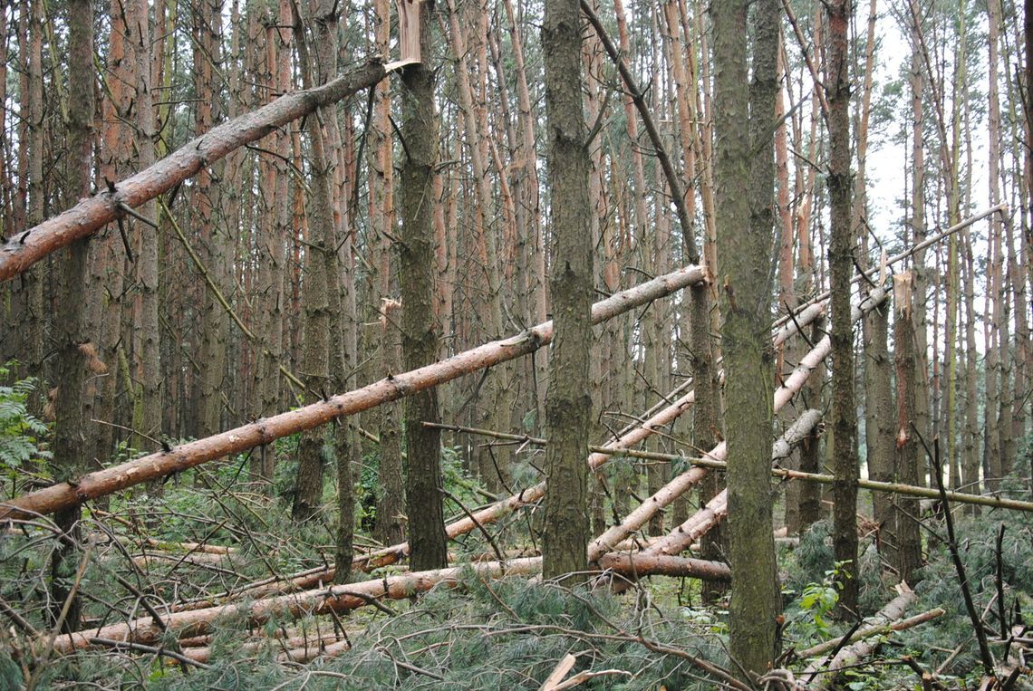 Dbajmy o naszą Ziemię, bo innej nie mamy. Jaki świat zostawimy dzieciom