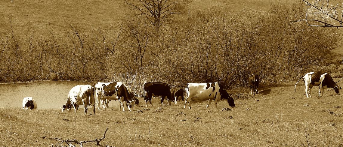 Epizod z historii bliskiego terenu