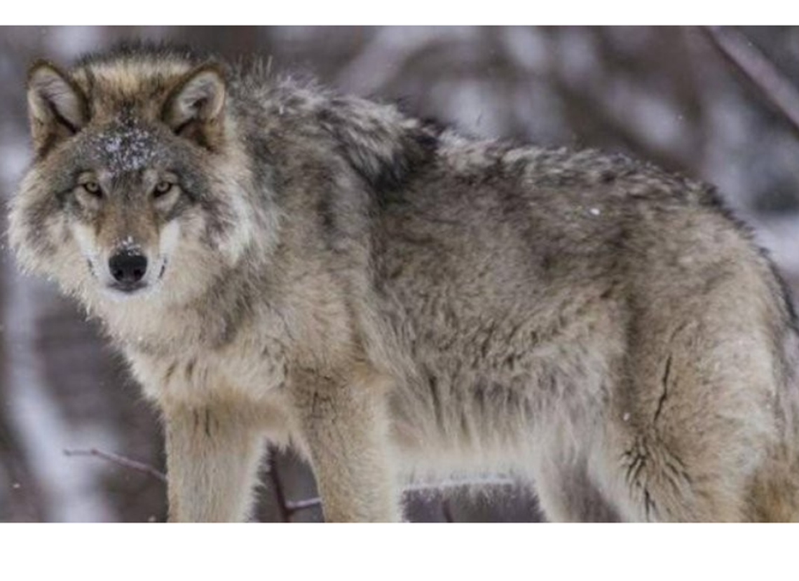 Informacja o wilkach Informacja o wilkach