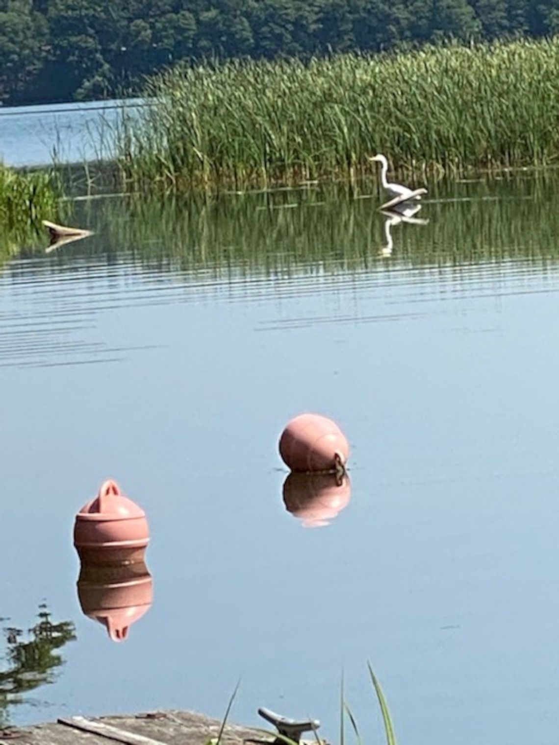 Kropla zielonego wspomnienia