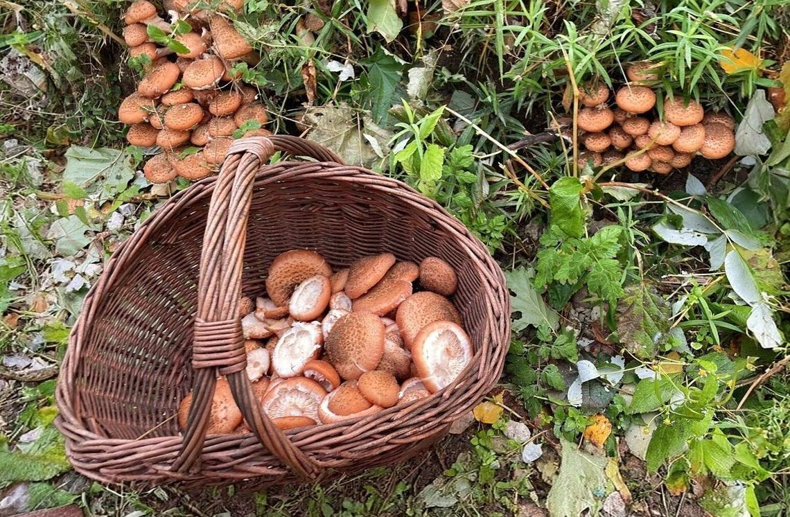 Las zaprasza
