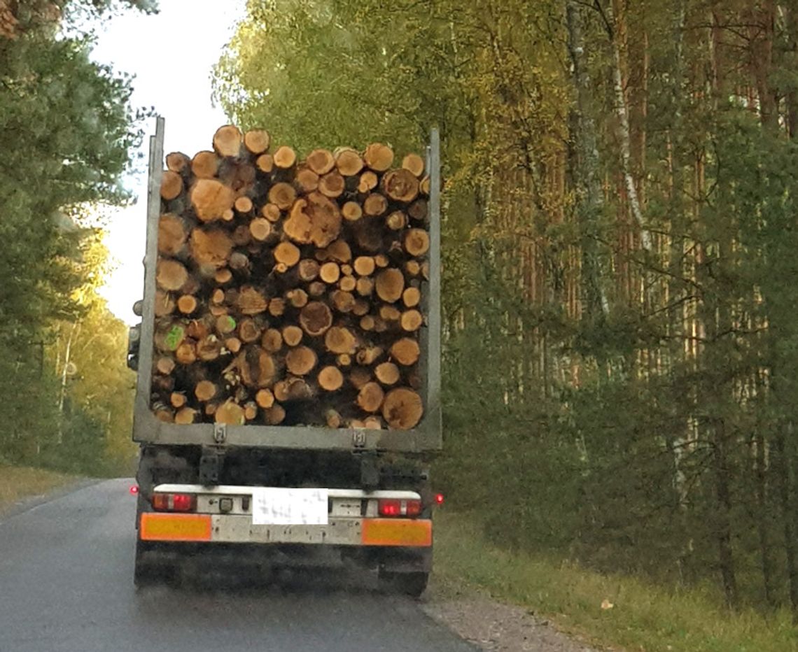 Miliardy z wycinki polskich lasów. Nie było nas, był las
