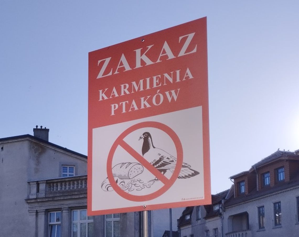 Piękne ale uciążliwe gołębie