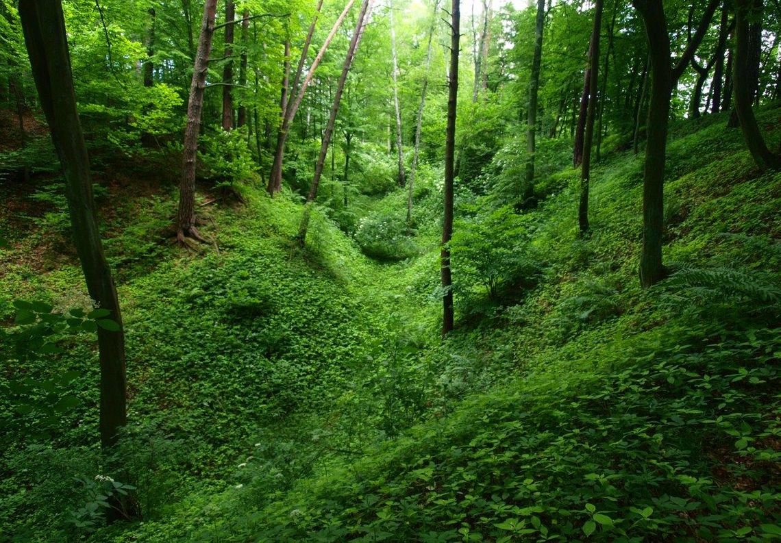 Pod Brodnicą giną lasy.Obrona polskości