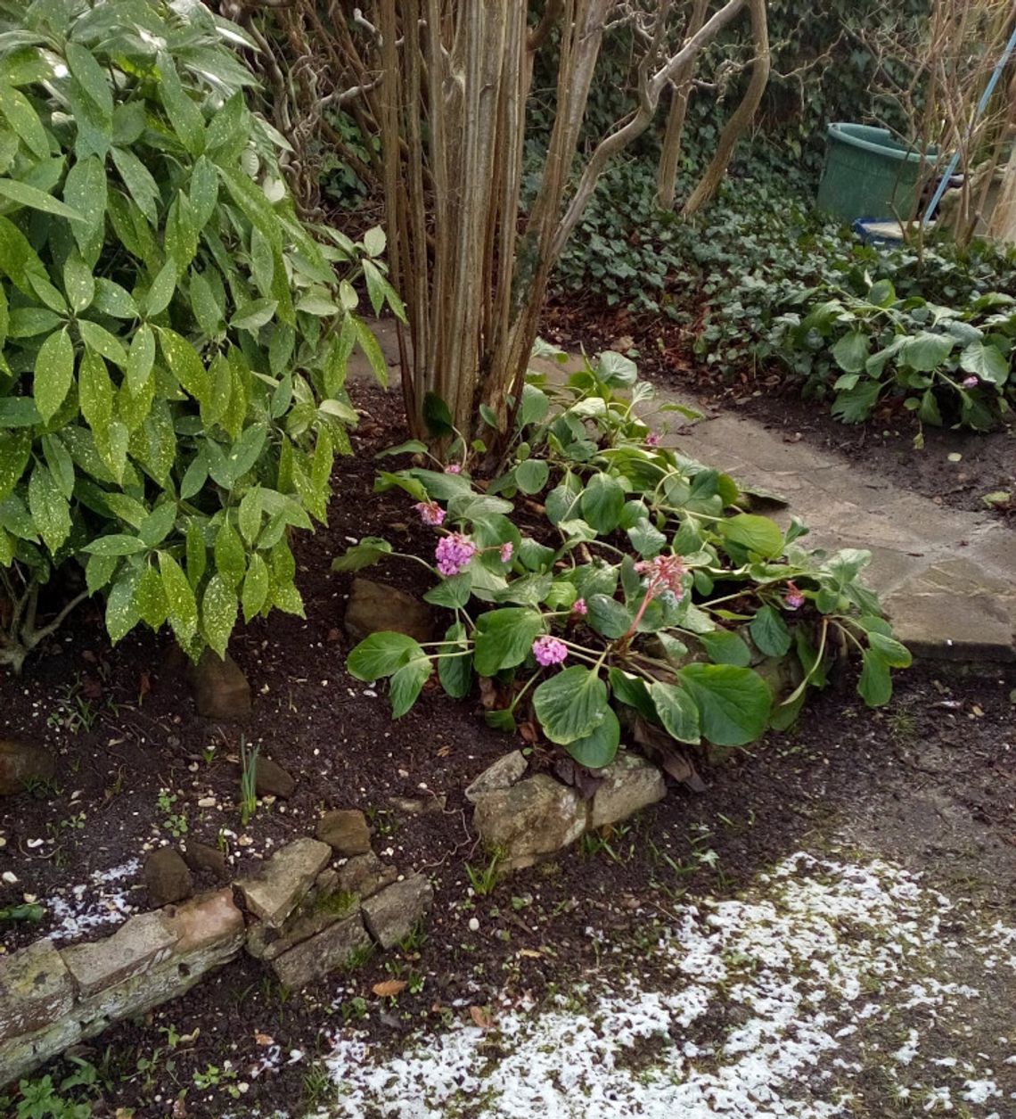 PRZEPIS NA ANGIELSKI OGRÓD. Styczeń w ogrodzie