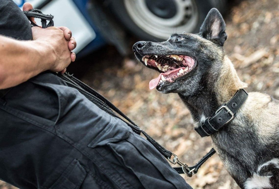 Sukces brodnickiego policjanta i jego psa. Najlepsi w województwie