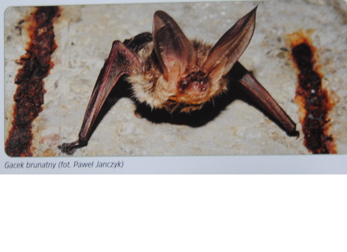 W krainie nietoperzy W krainie nietoperzy