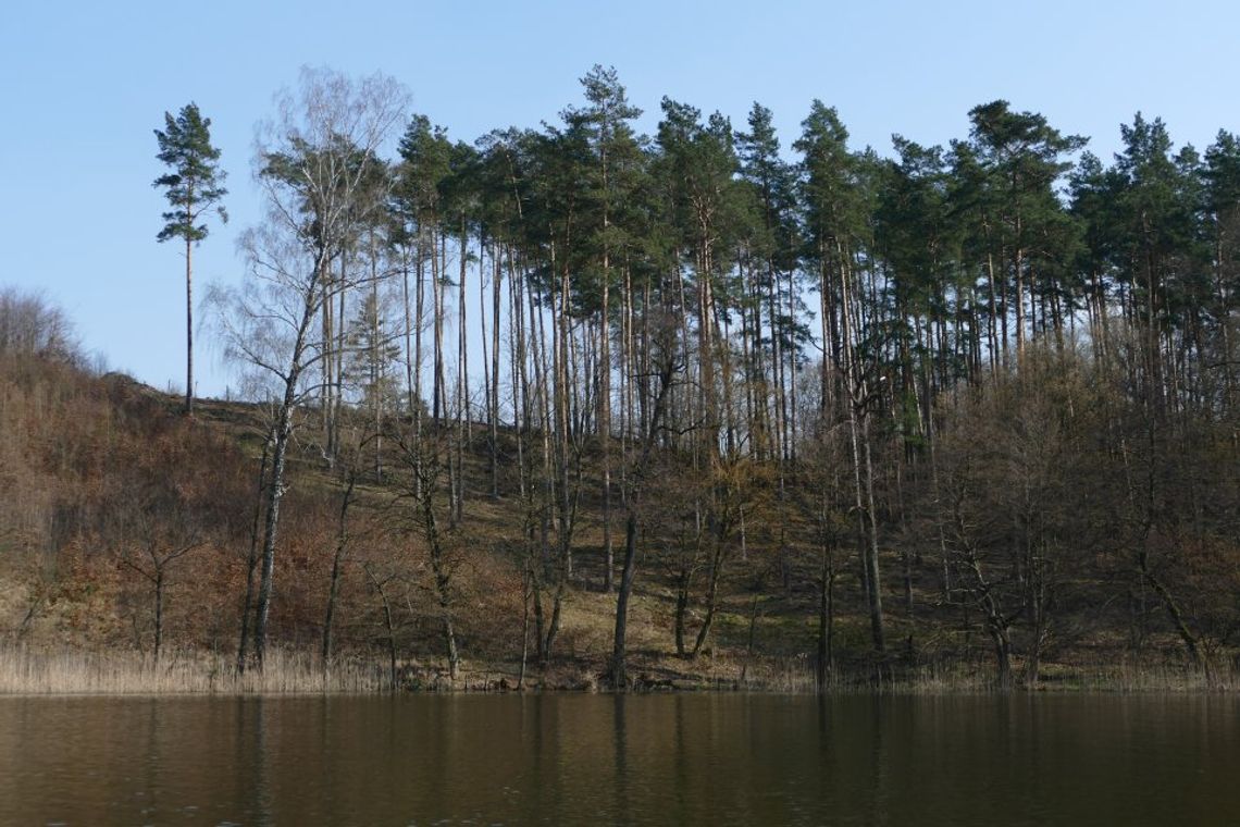 Ważne dla właścicieli lasów prywatnych 