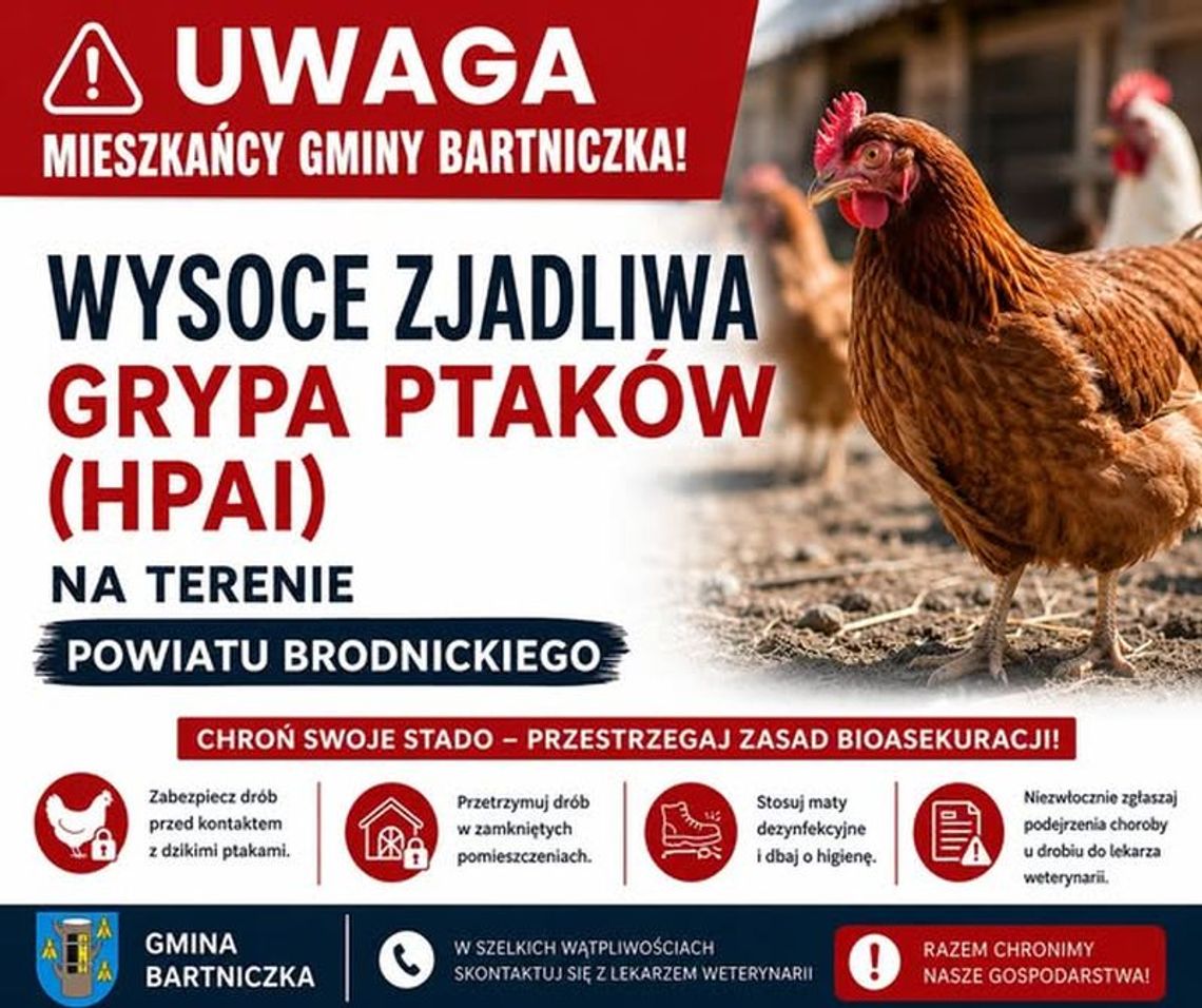 Wysoce zjadliwa grypa ptaków w powiecie brodnickim