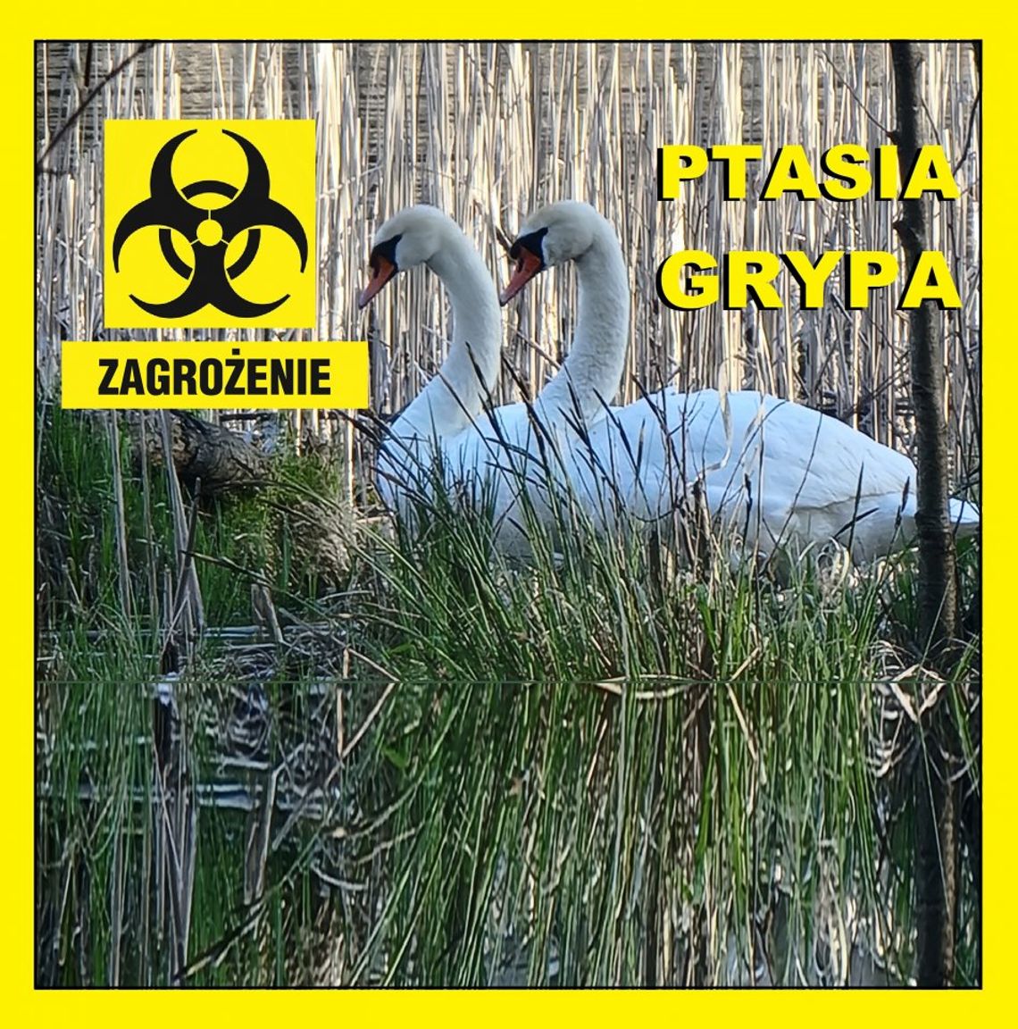 Zagrożenie ptasią grypą w naszym powiecie   